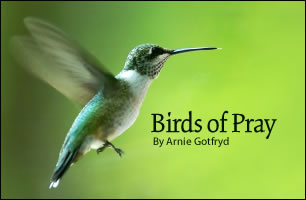 Birds of Pray